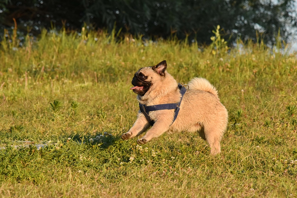 Dog sunshine collar