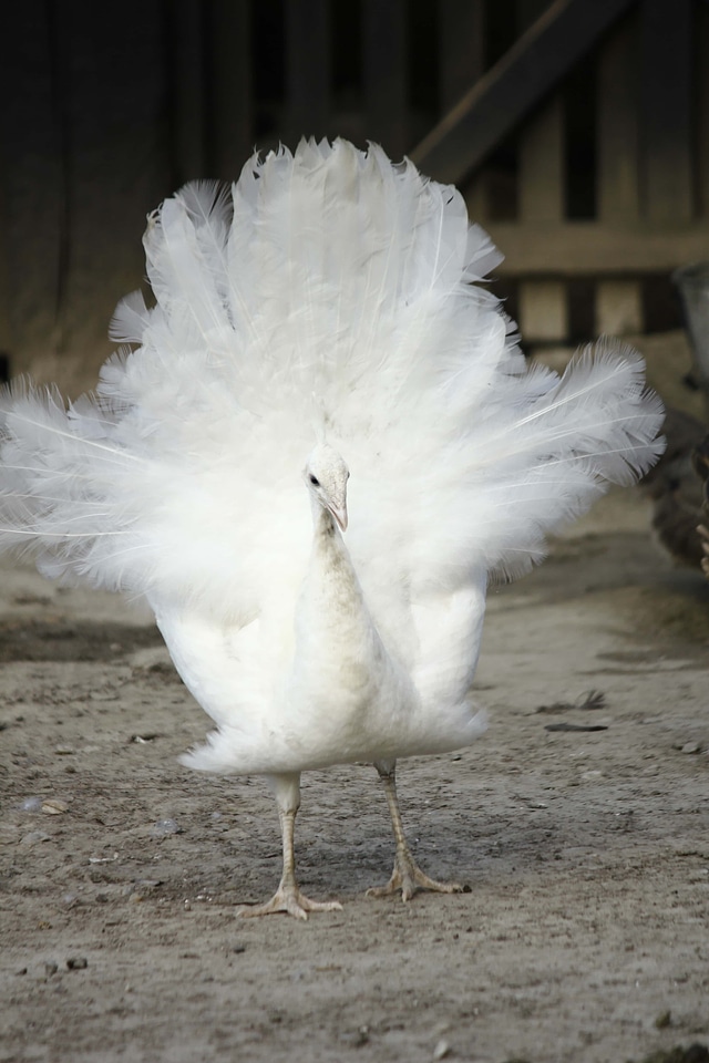 Albino peacock feather