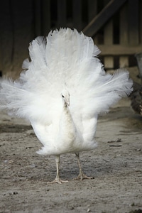Albino peacock feather photo