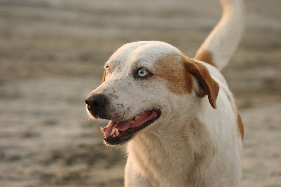 Hunting Dog cheerful head