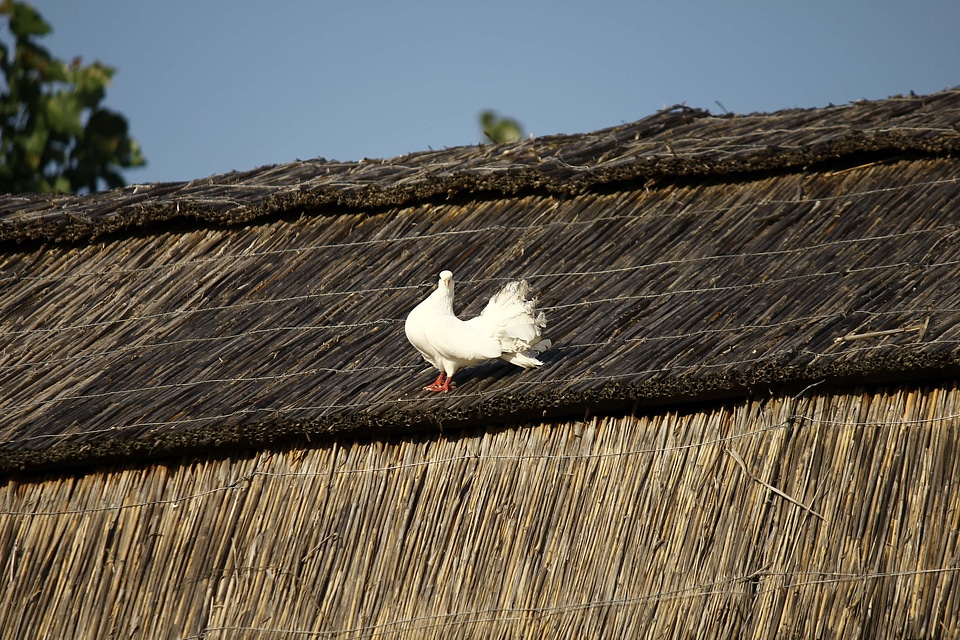 White pigeon village