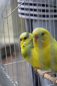 Parakeet yellowish pets photo