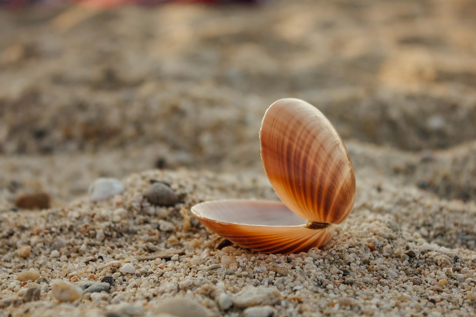 Mollusk sand pebbles