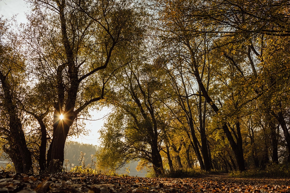 Sunshine forest trail september photo