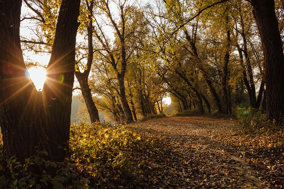 Sunshine october forest trail