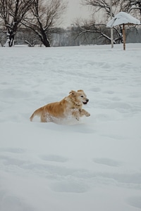 Snowy running dogs