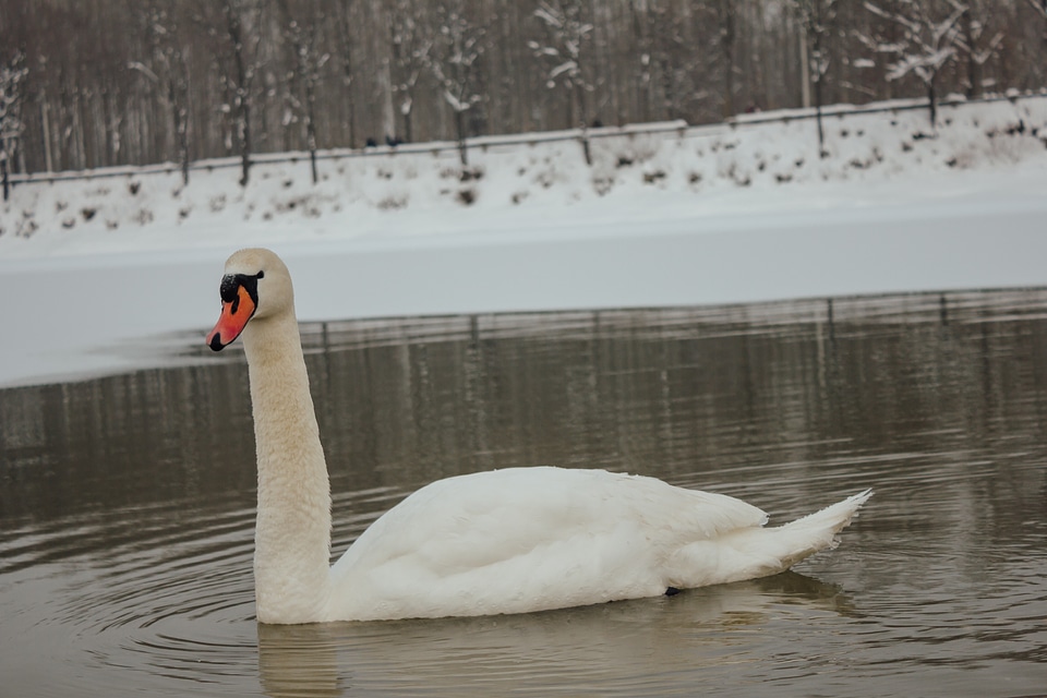 Swan cold winter photo