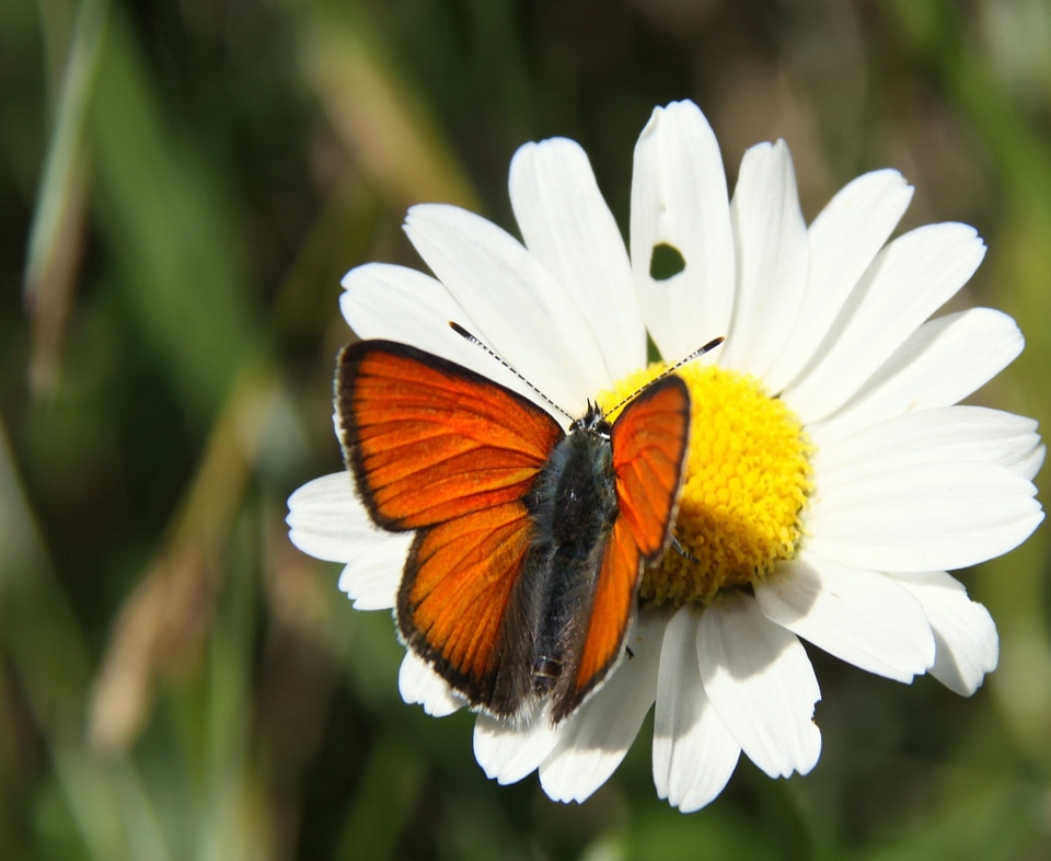 Orange nature butterfly
