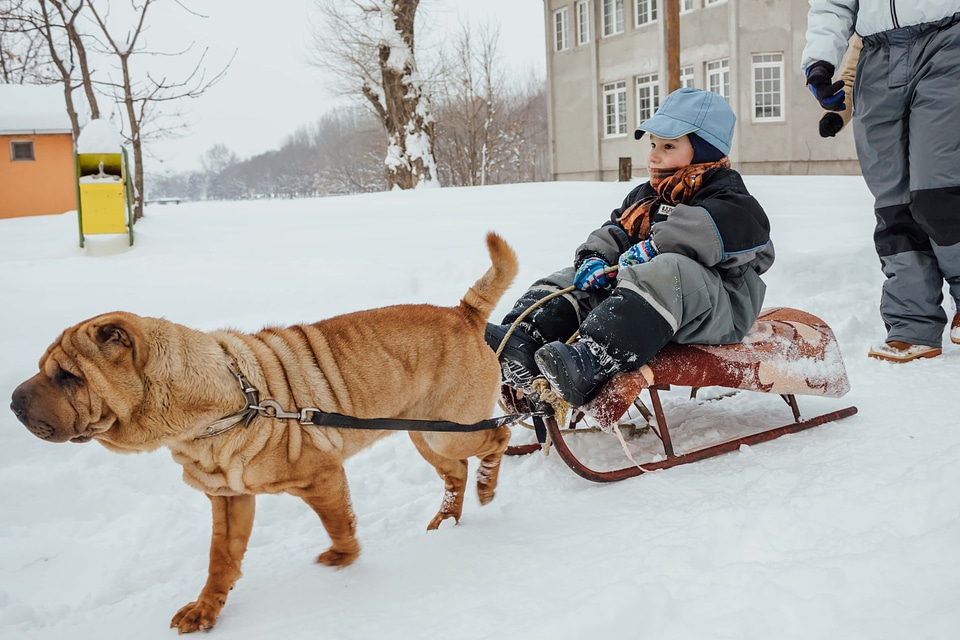Sled Dog winter boy