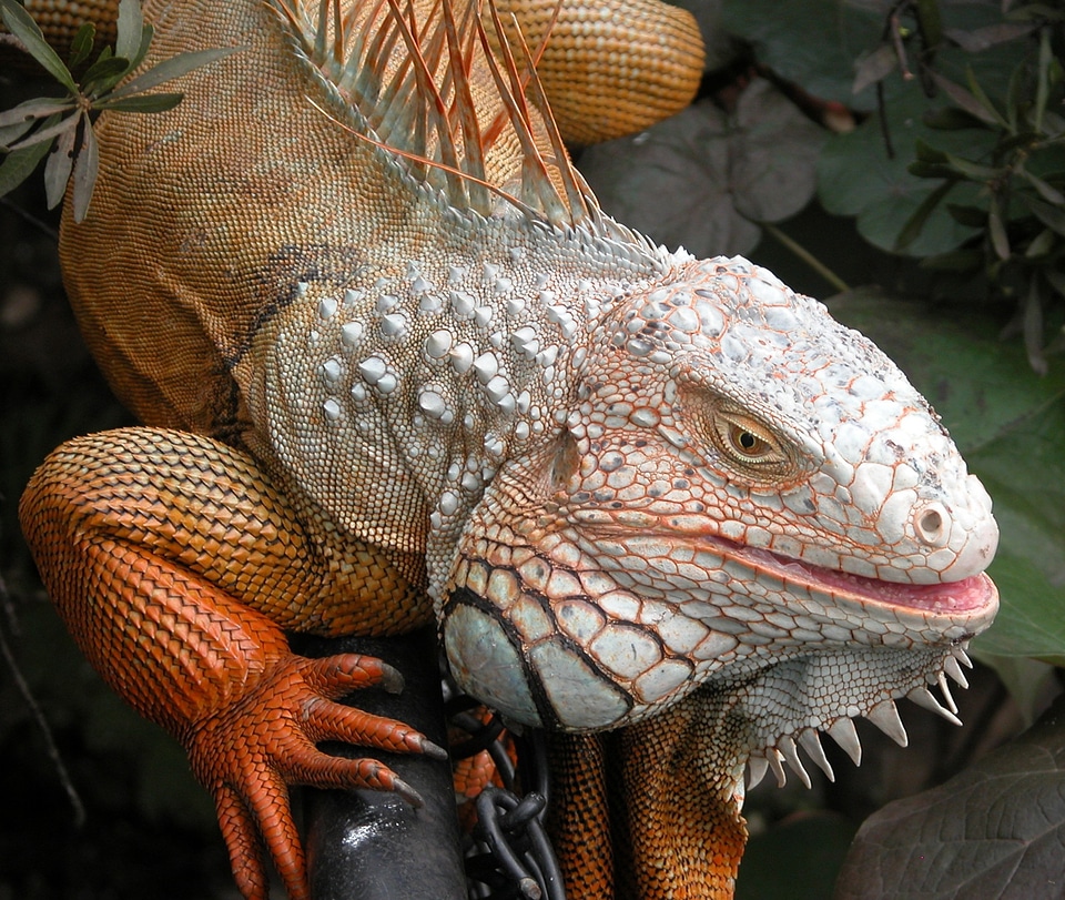 Reptile wildlife dragon