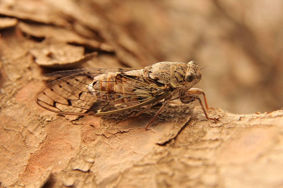 Moth insect light brown