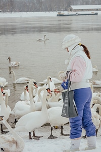 Feeding swan cold water