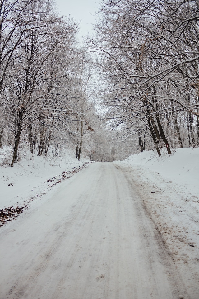 Hillside forest road altitude