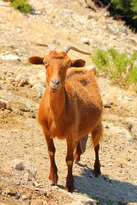 Horn goat brown photo