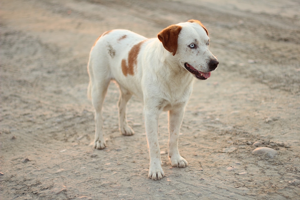 White light brown pet
