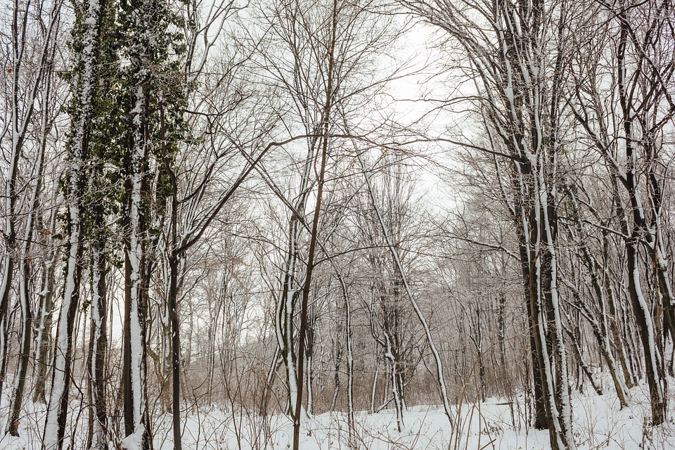 Snowy forest trees