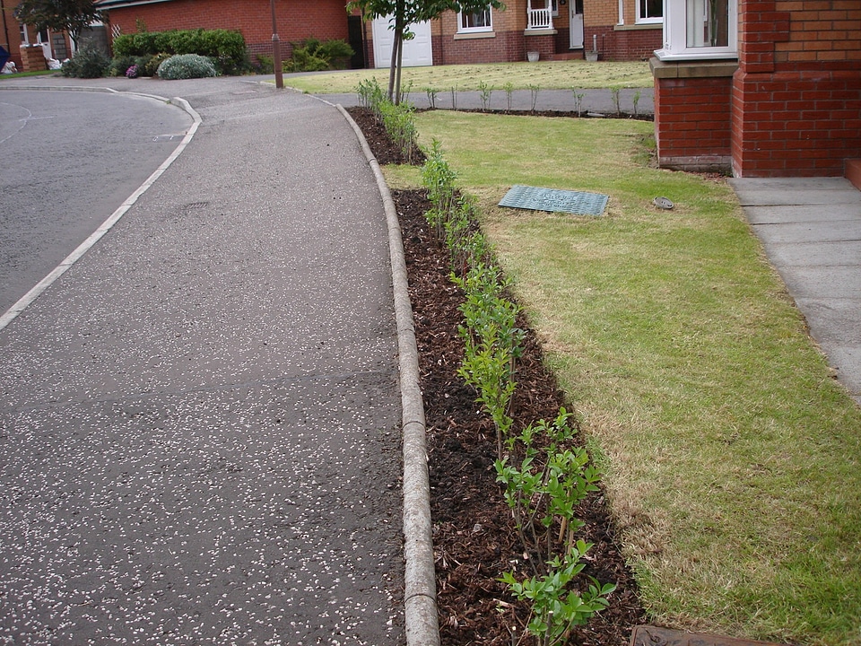 Plant gardening bush