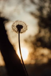 Dandelion silhouette shadow