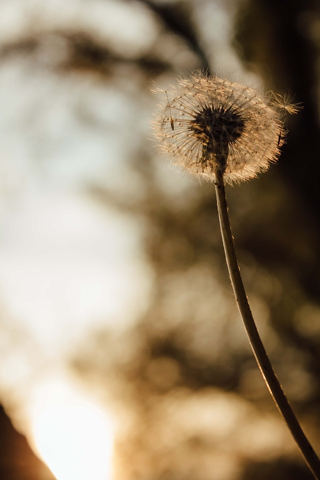 Dandelion autumn season backlight
