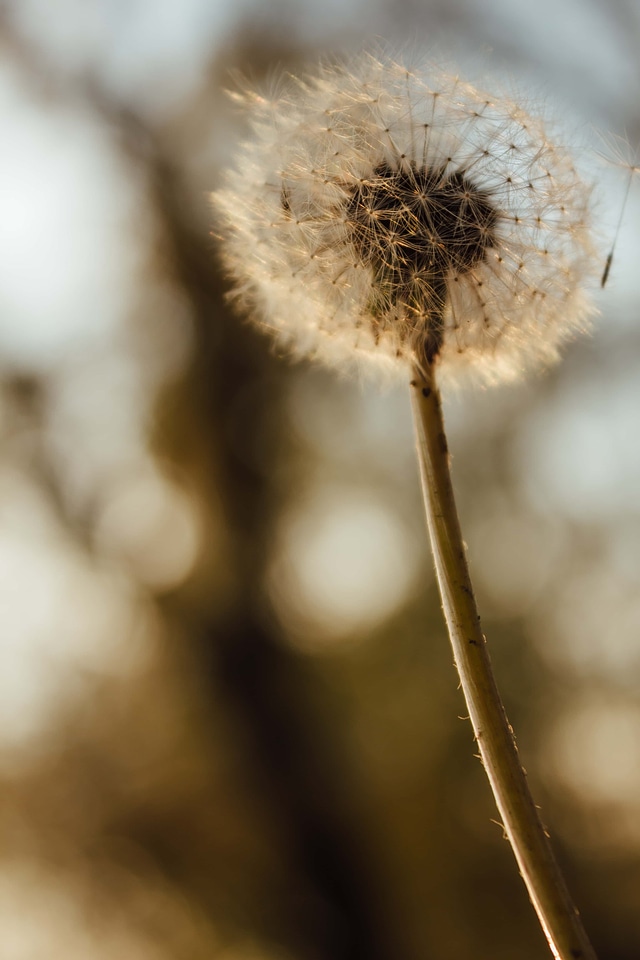 Details dandelion macro