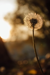 Dandelion brightness sunset
