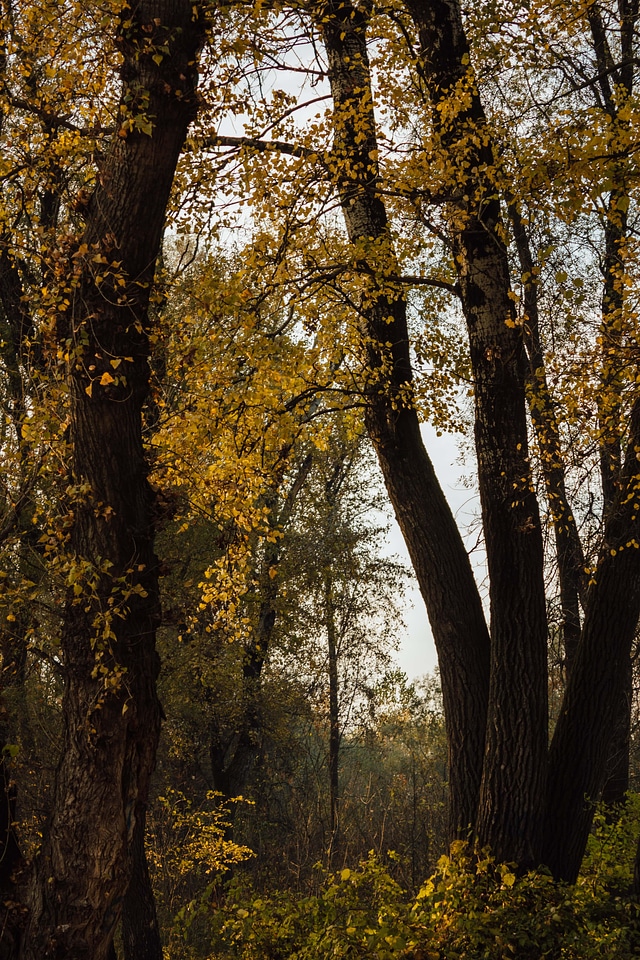 Trees forest autumn