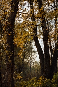 Trees forest autumn