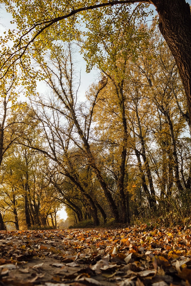 Forest Path poplar landscape