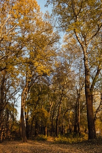 Autumn forest trail trees photo