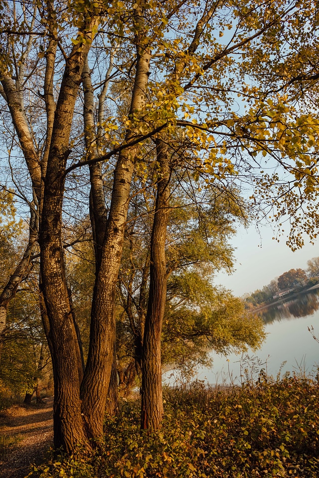 Poplar lakeside autumn