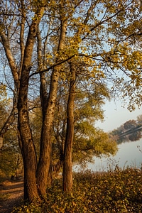 Poplar lakeside autumn photo