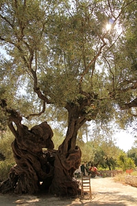 Olive climate trees photo
