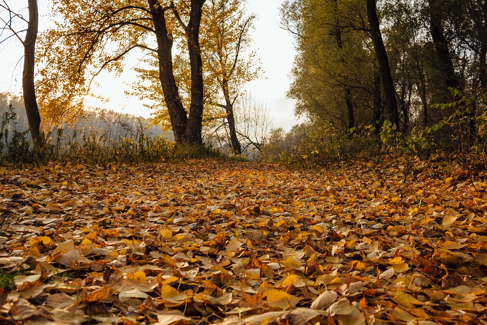 Autumn Season poplar yellow leaves