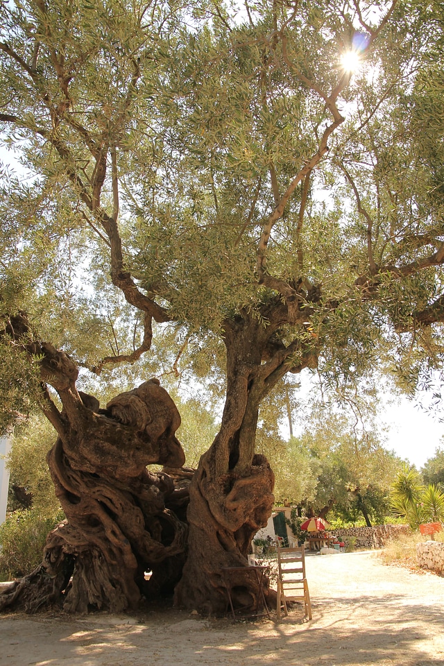Trees olive old