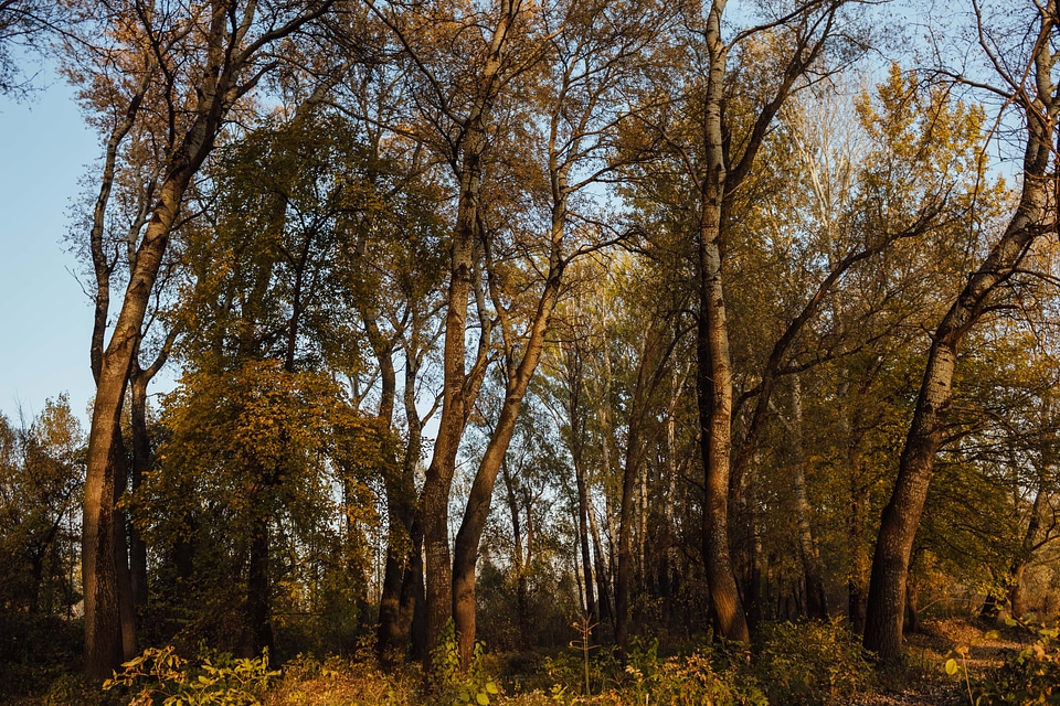 Sunshine forest path forest
