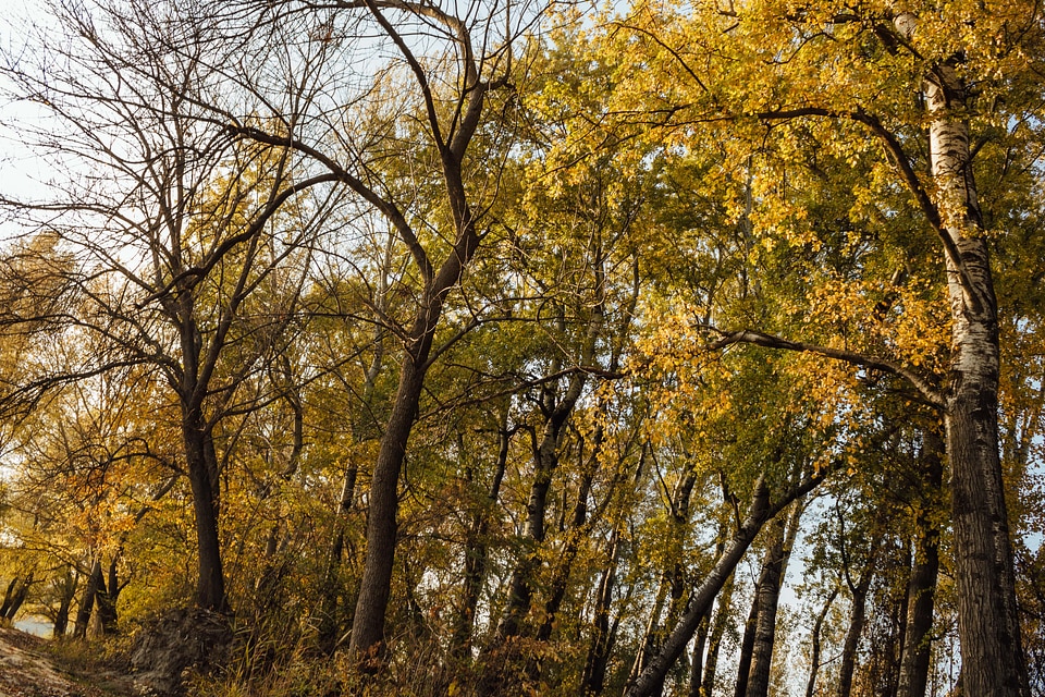 Poplar autumn forest