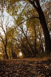 Forest Road forest path forest