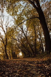 Forest Road forest path forest photo