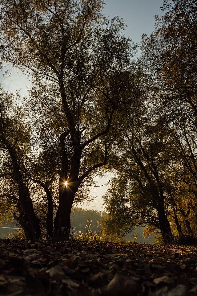 Sunrays shadow trees