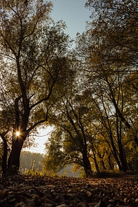 Sunrays autumn branch photo