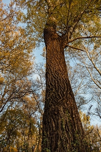 Tall tree bark photo