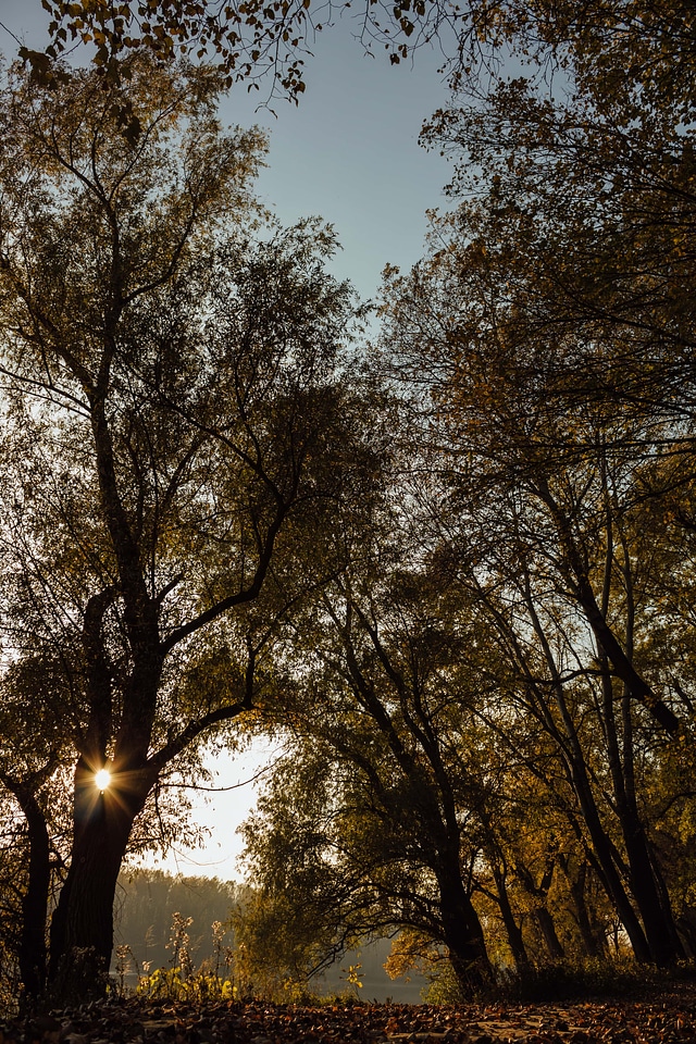Sunspot branch sunrays