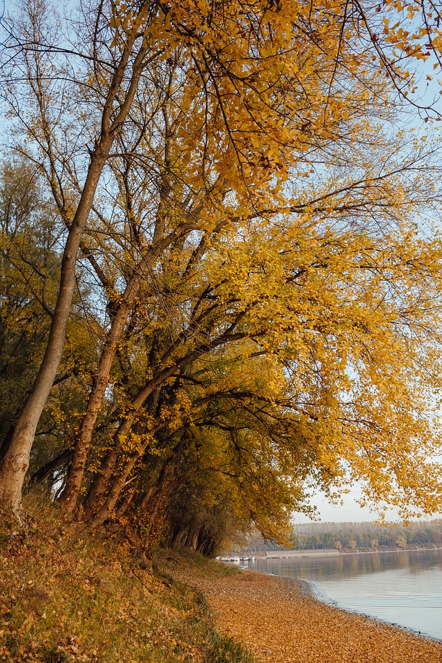 Autumn golden glow yellow leaves