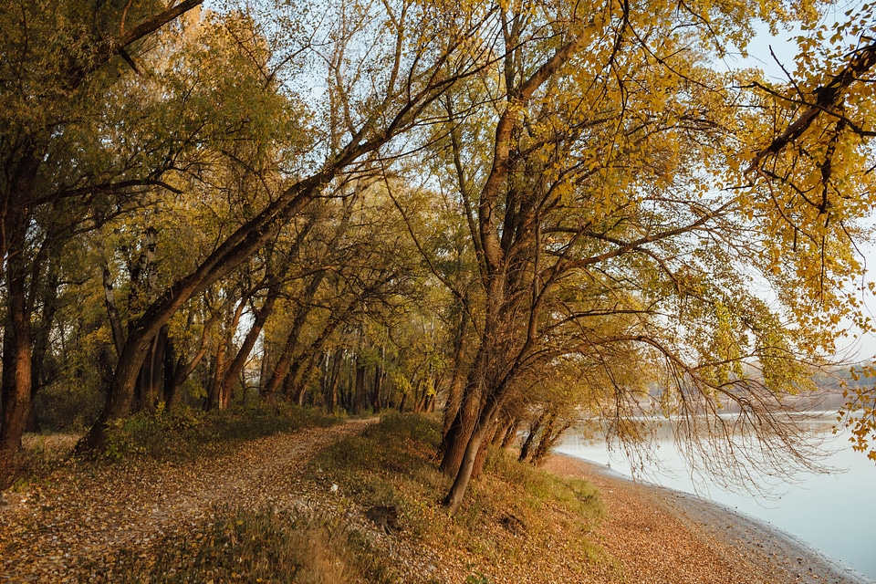 Forest Road autumn lake