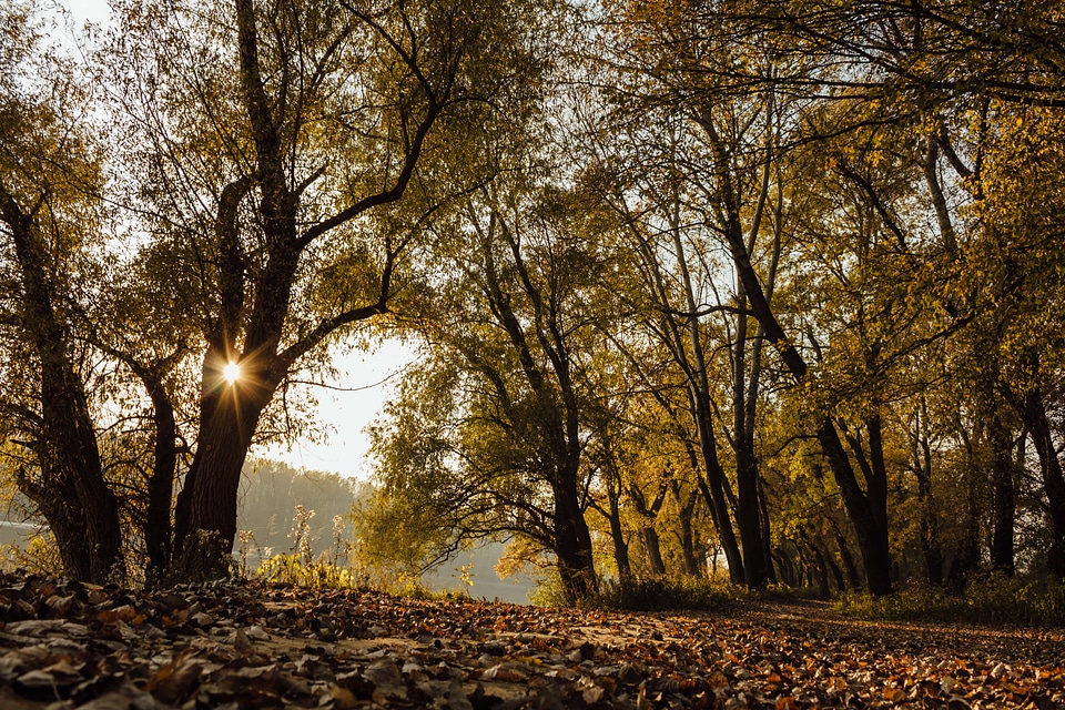 Sunshine shadow sunrays