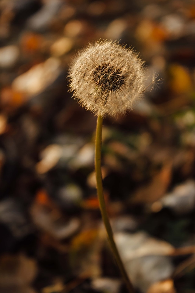 Dandelion autumn close-up