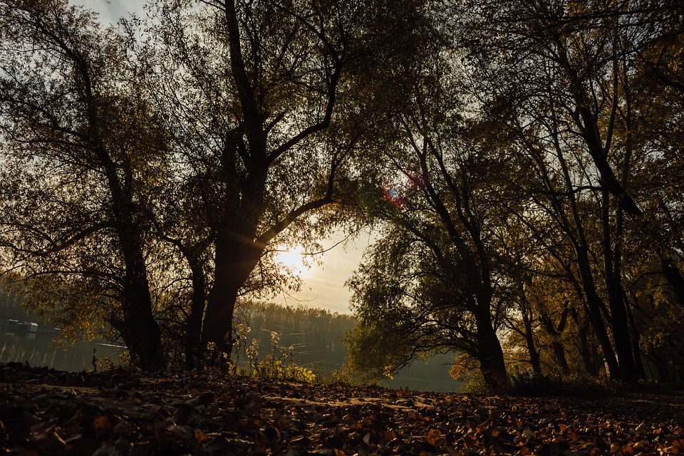 Shadow forest path darkness