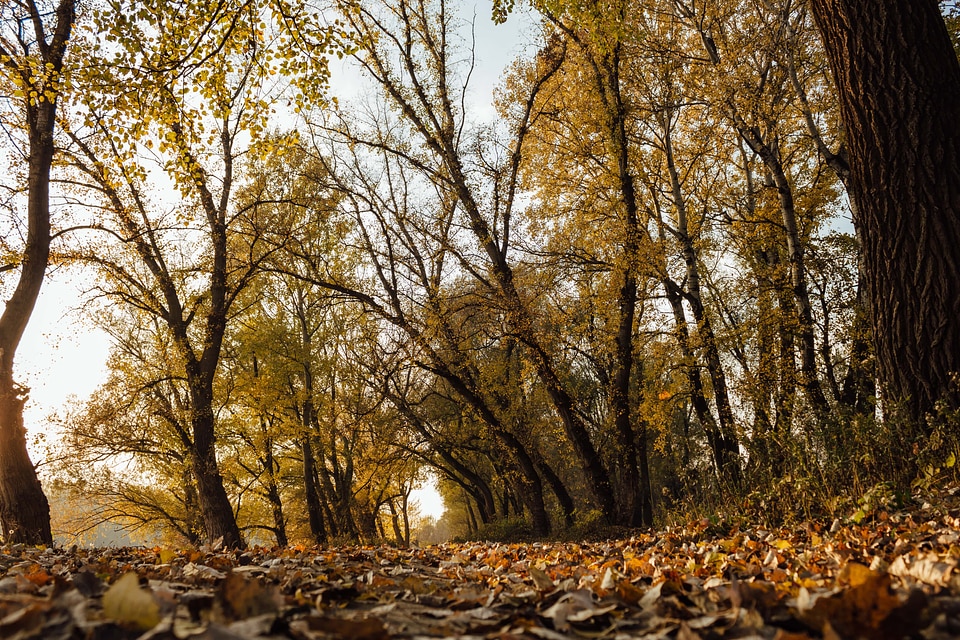Forest Trail ground yellow leaves