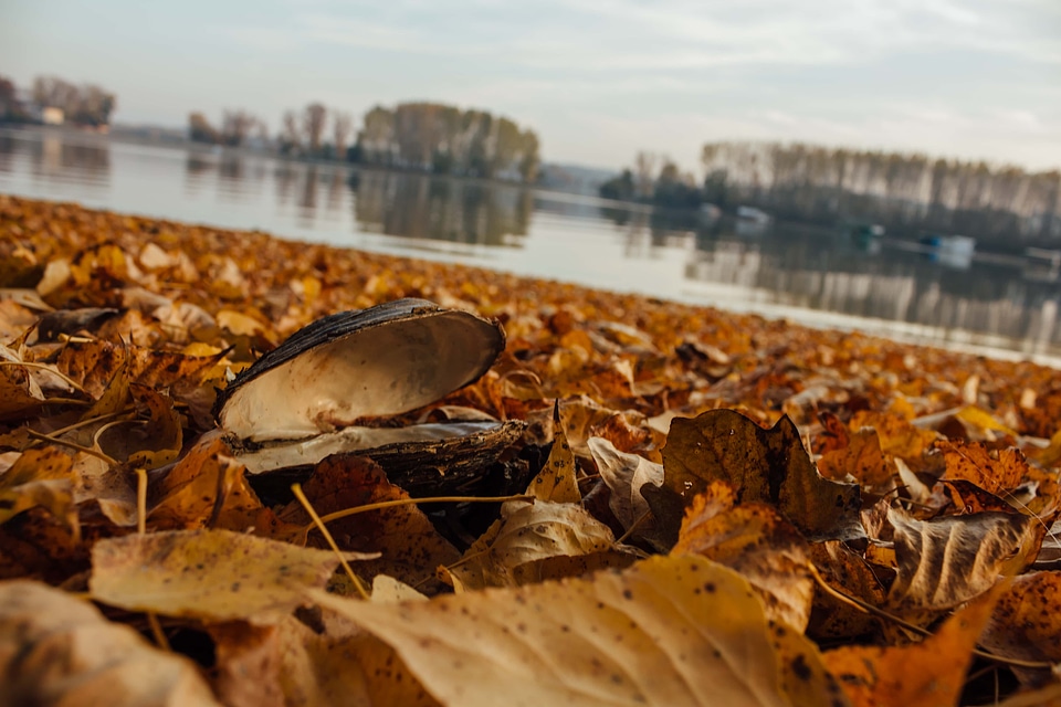 Mussel autumn soil