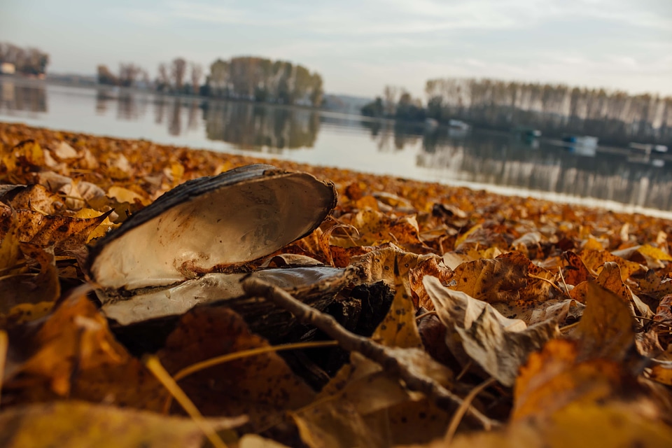 Mussel shell autumn
